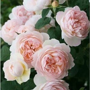 Meet your Posher, Colleen